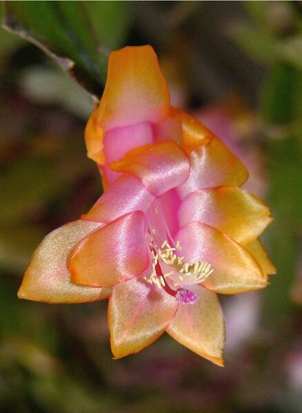 Fájl:Schlumbergera truncata 2-3.jpg