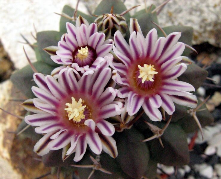 Fájl:Stenocactus coptonogonus-1.jpg