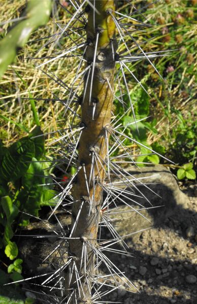 Fájl:Brasiliopuntia brasiliensis 01-001.jpg