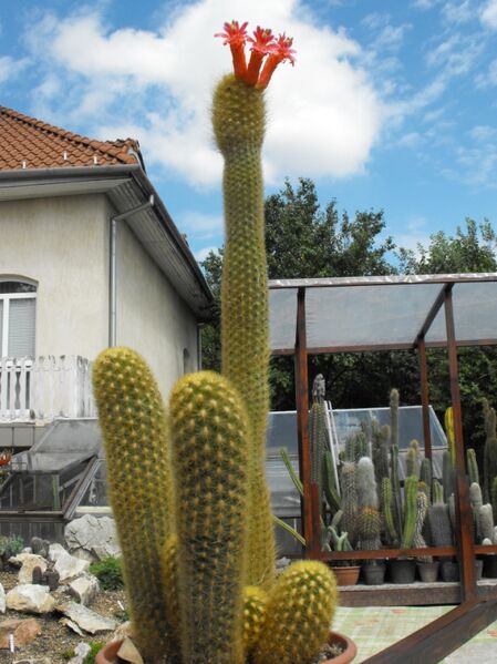 Fájl:Cleistocactus icosagonus-003.jpg