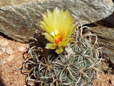 Coryphantha kracikii virágja