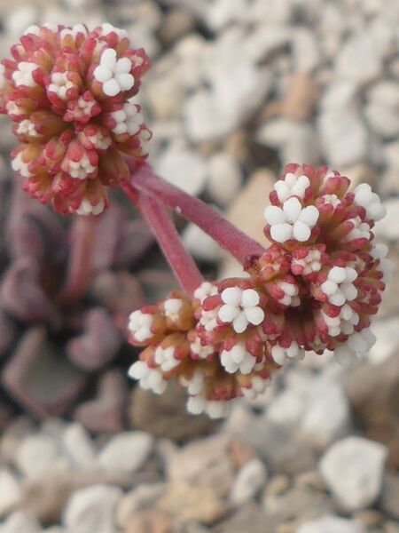 Fájl:Crassula fragarioides.LZ 02.jpg