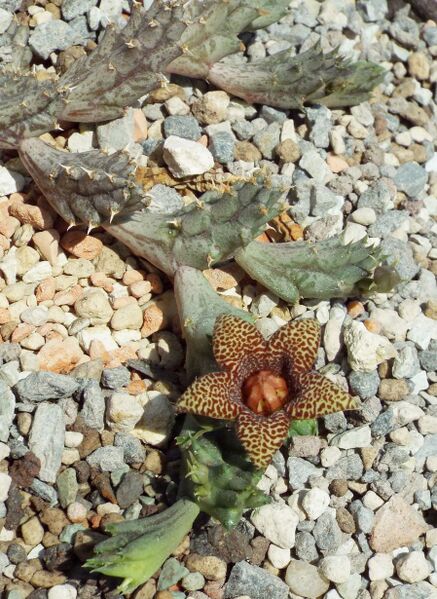 Fájl:Huerniopsis decipiens-000.jpg