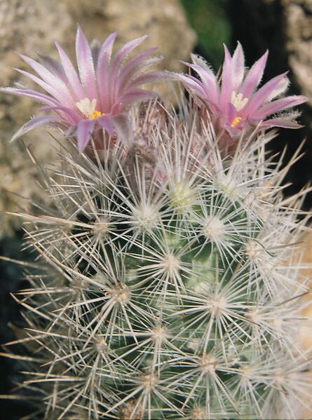 Fájl:Pozsgáslap 062-000.jpg