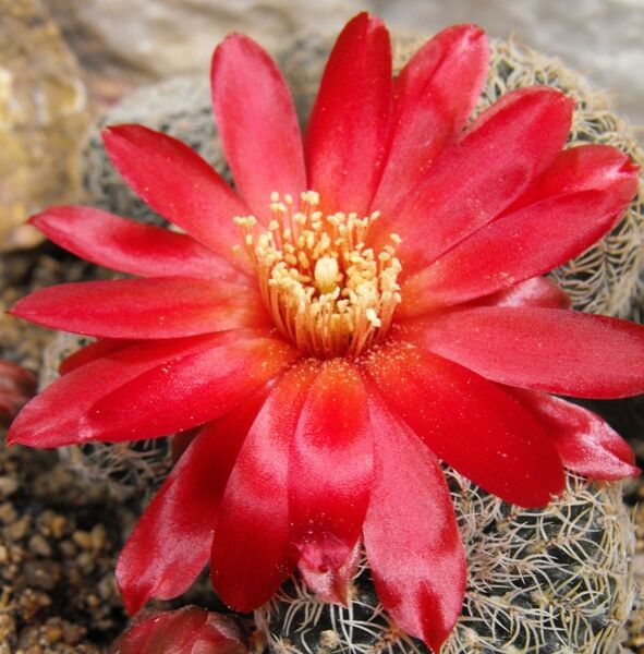 Fájl:Rebutia vasqueziana alba-2.jpg