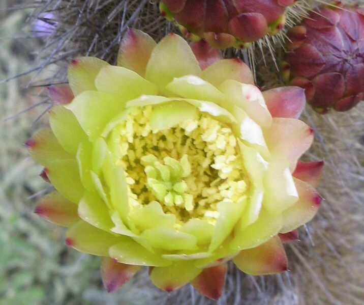 Fájl:Bergerocactus emoryi 01-001.jpg