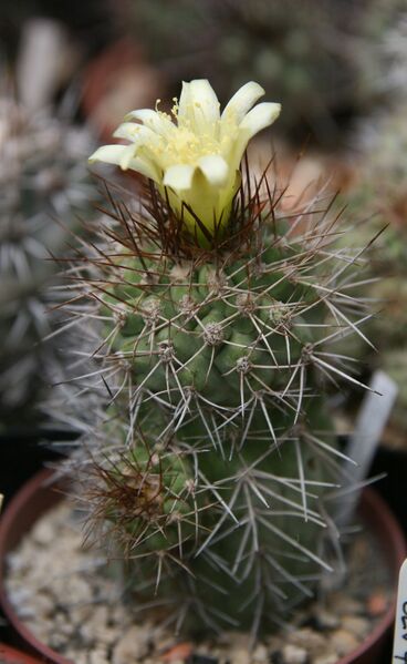 Fájl:Copiapoa ahremephiana.HL-01.jpg
