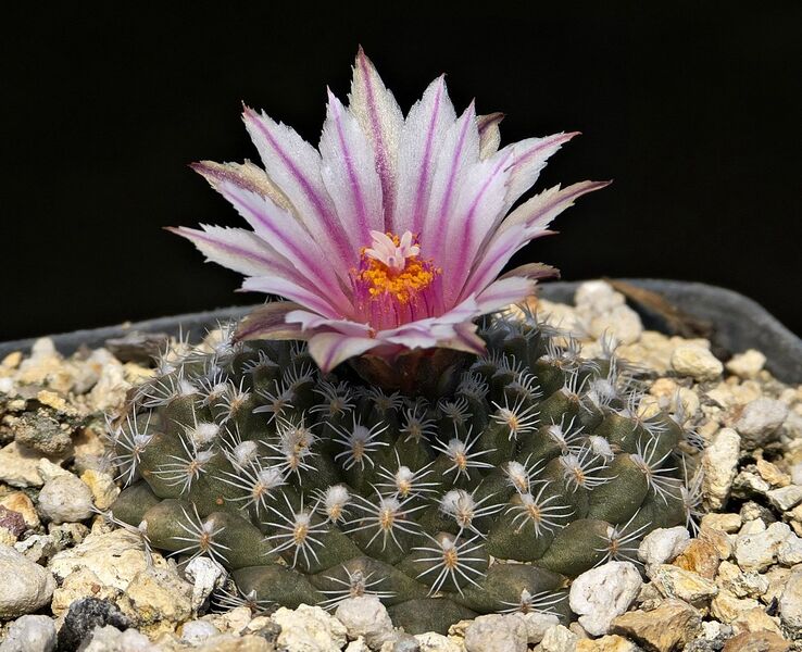 Fájl:Turbinicarpus x mombergeri.SzJ 01.jpg