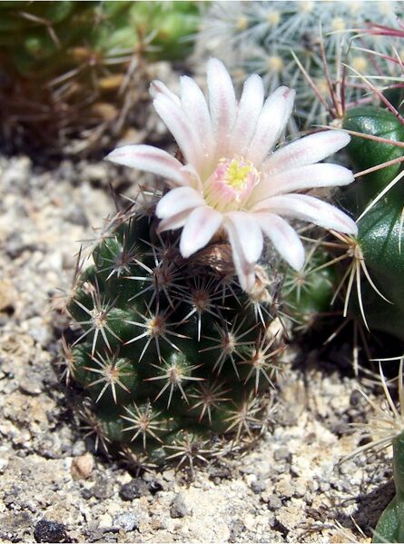 Fájl:Escobaria robbinsorum-000.jpg