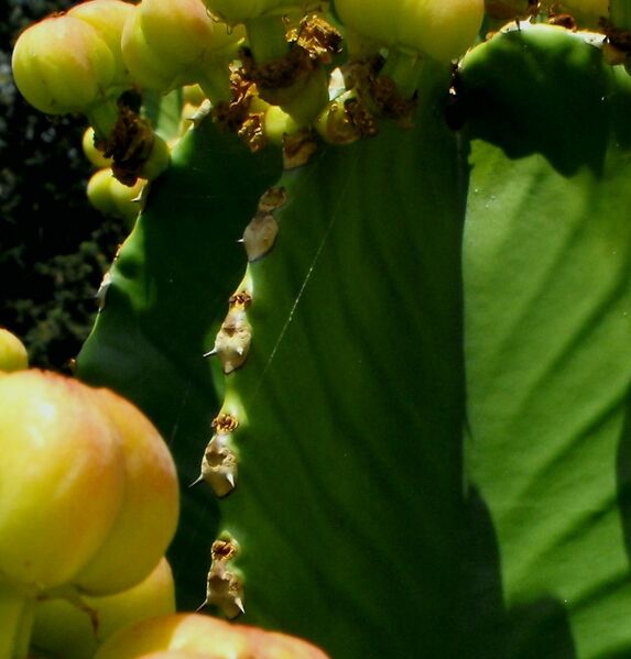 Fájl:Euphorbia ingens-002.jpg