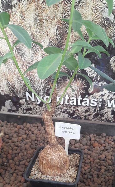 Fájl:Euphorbia maritae.JCs 01.jpg