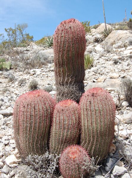 Fájl:Ferocactus pilosus 2 rész-000.jpg