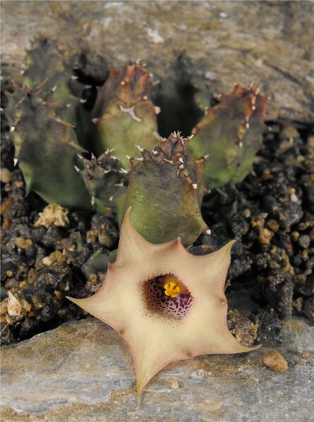 Fájl:Huernia quinta-000.jpg