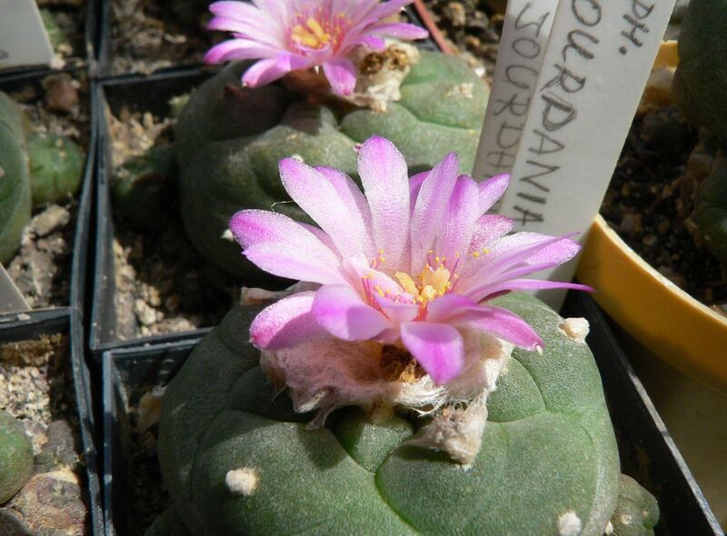 Fájl:Lophophora jourdaniana-001.jpg