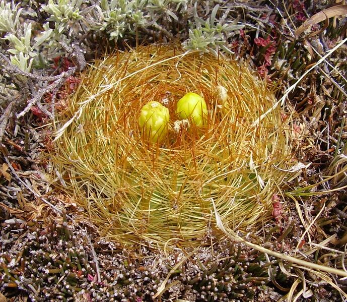 Fájl:Oroya borchersii-1.jpg