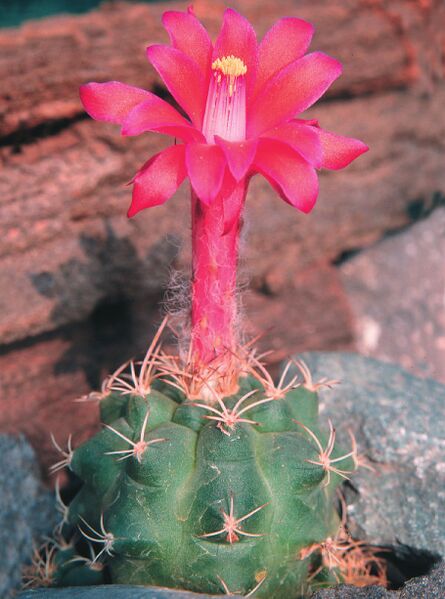 Fájl:Pozsgáslap 072-000.jpg