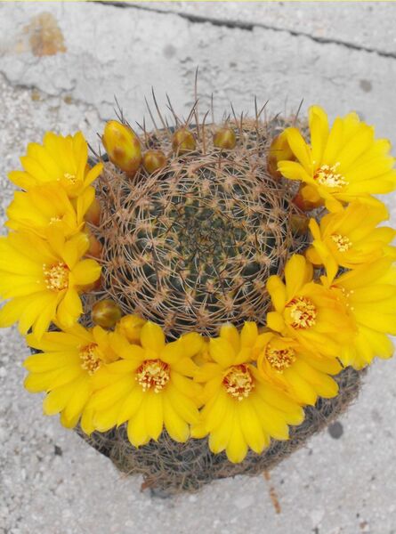 Fájl:Rebutia breviflora-0.jpg