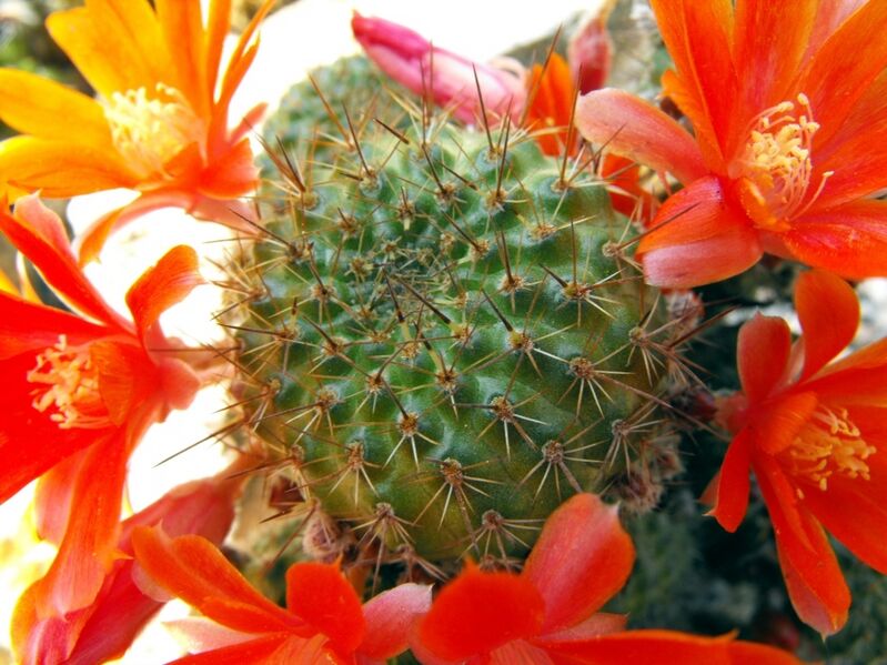 Fájl:Rebutia fiebrigii (cajasensis)-1.jpg