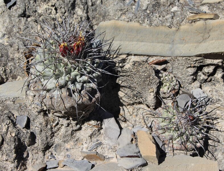 Fájl:Strombocactus corregidorae-002.jpg