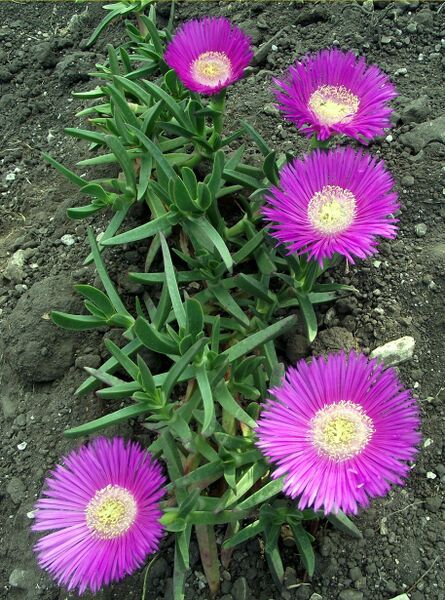 Fájl:Carpobrotus acinaciformis 1-000.jpg