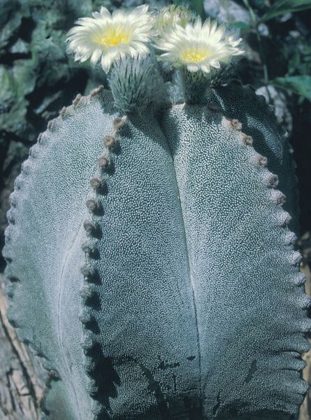 Fájl:Pozsgáslap 046-000.jpg