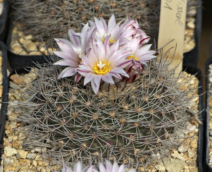 Fájl:Turbinicarpus saueri subsp. nelissae.SzJ 01.jpg