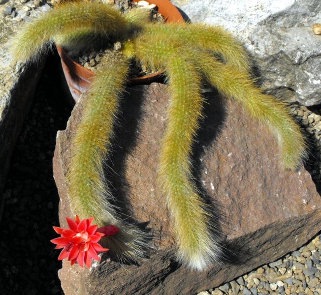 Fájl:Cleistocactus winteri colademono-003.jpg