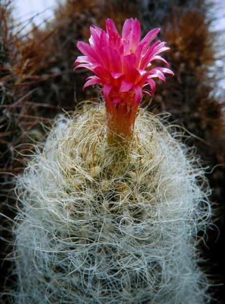 Fájl:Eriosyce senilis senilis-000.jpg