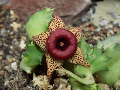 Huernia humilis