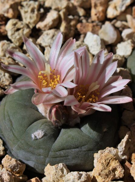 Fájl:Lophophora alberto-vojtechii-000.jpg