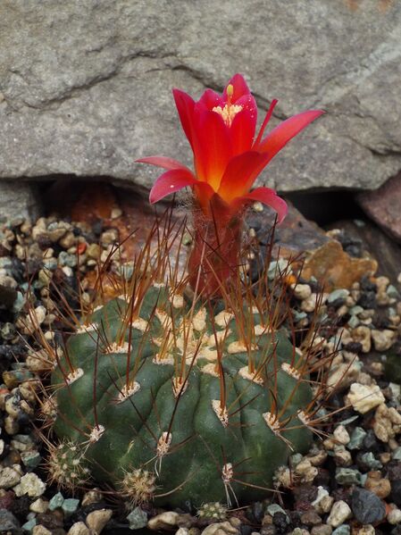 Fájl:Matucana aurantiaca polzii-000.jpg