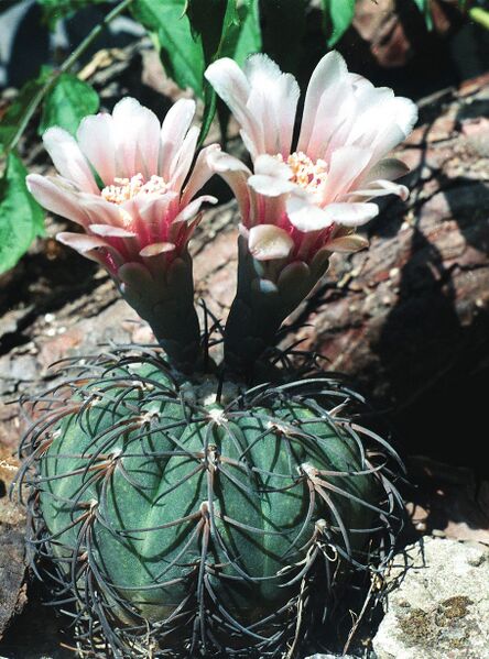 Fájl:Pozsgáslap 061-000.jpg