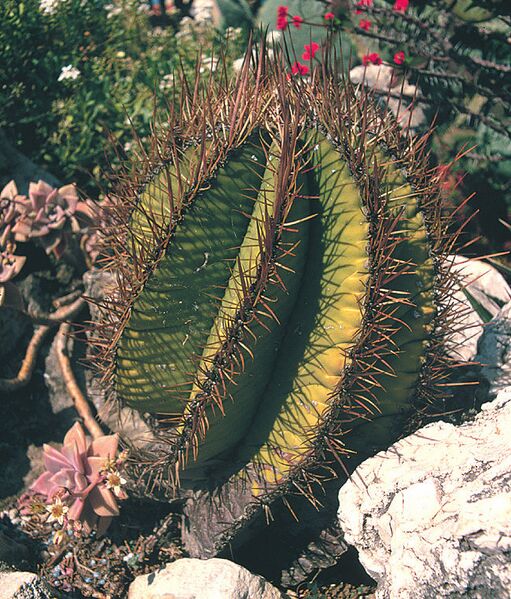 Fájl:Pozsgáslap 089-001.jpg