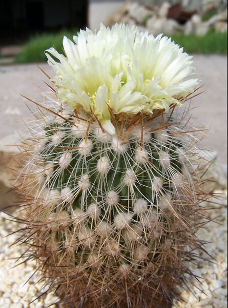 Fájl:Stenocactus vaupelianus-0.jpg