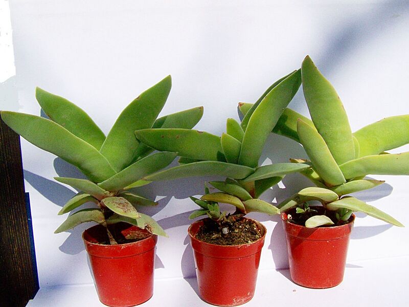 Fájl:Crassula perfoliata var. falcata.DB 01.jpg