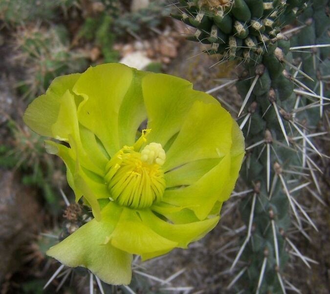 Fájl:Cylindropuntia whipplei-001.jpg