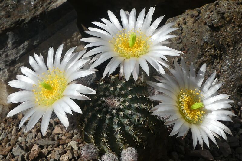 Fájl:Echinocereus pulchellus subsp. sharpii.LZ 01.jpg