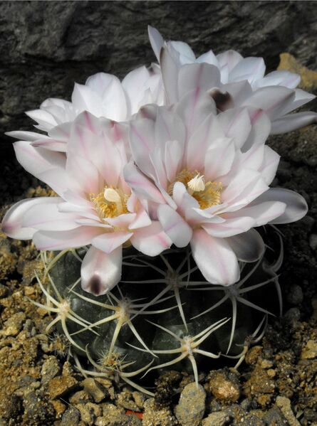 Fájl:Gymnocalycium monvillei-000.jpg