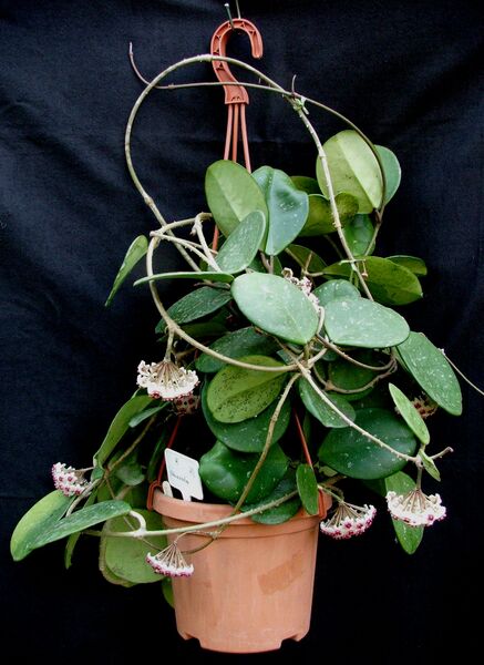 Fájl:Hoya obovata-002.jpg