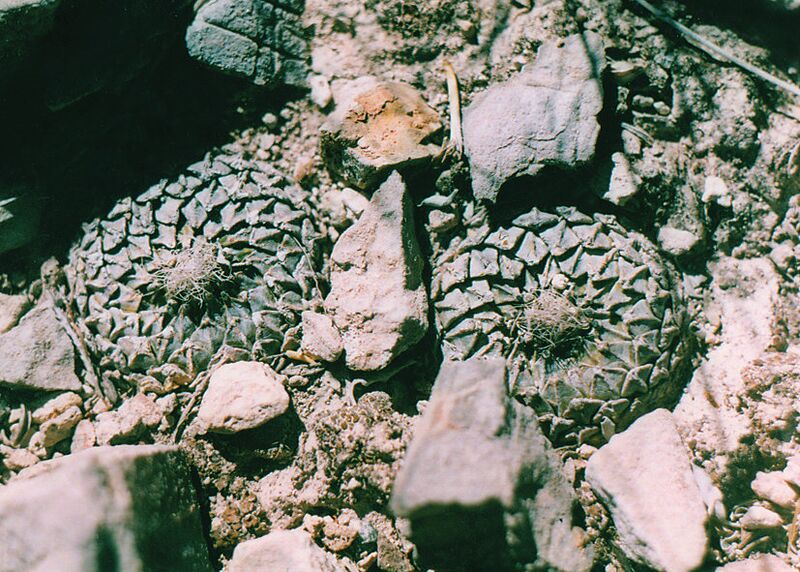 Fájl:Pozsgáslap 007-001.jpg