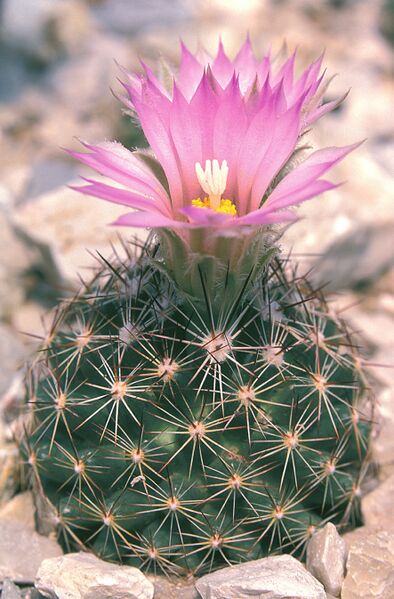 Fájl:Pozsgáslap 048-001.jpg