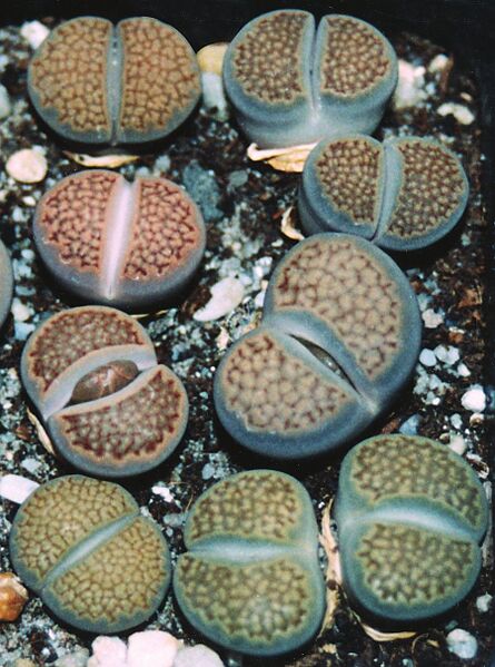 Fájl:Pozsgáslap 058-000.jpg