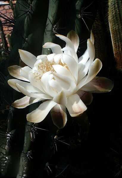 Fájl:Stetsonia coryne-2.jpg