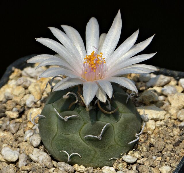 Fájl:Turbinicarpus rioverdensis.SzJ 01.jpg