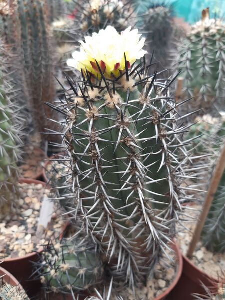 Fájl:Copiapoa cuprea.HL 01.jpg