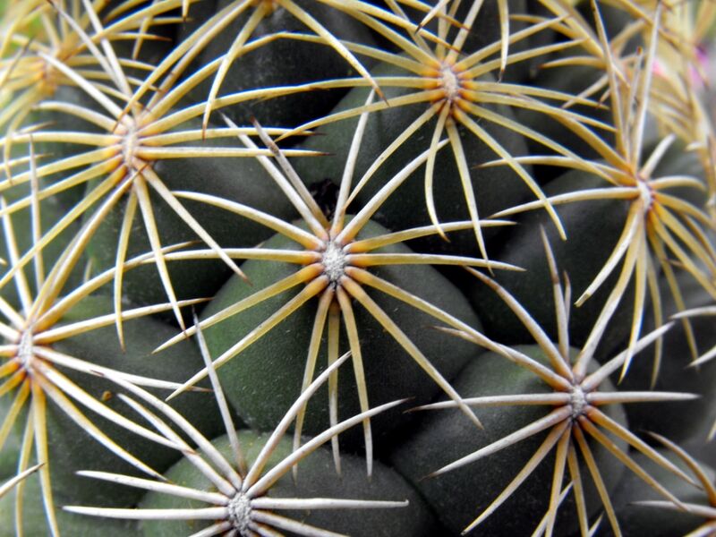 Fájl:Coryphantha radians-002.jpg