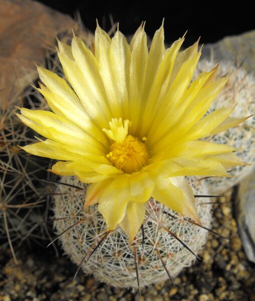 Fájl:Coryphantha werdermannii-001.jpg