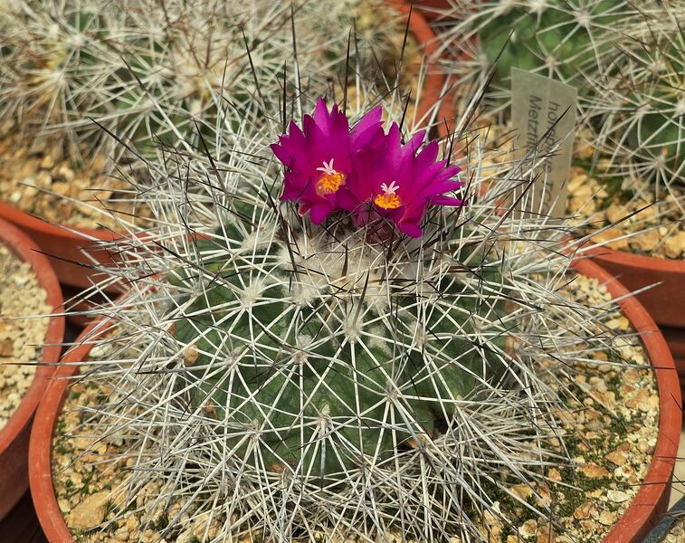 Fájl:Kadenicarpus horripilus.SzJ 01.jpg