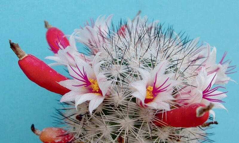 Fájl:Mammillaria albicans subsp albicans-1.jpg