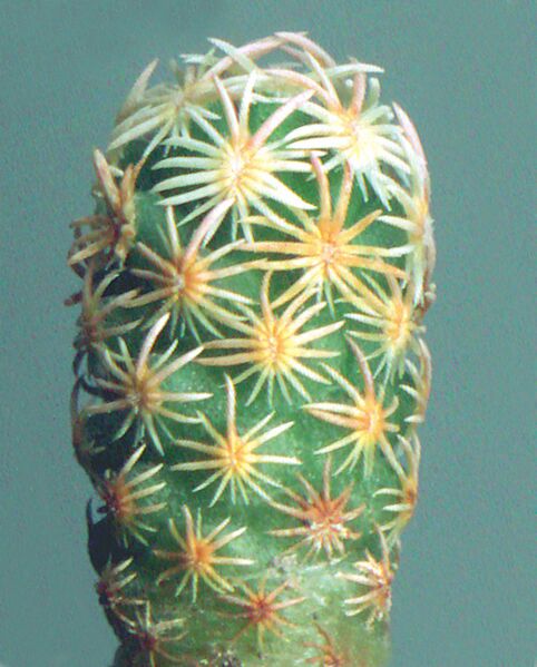 Fájl:Pozsgáslap 035-001.jpg